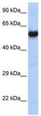 Cholinergic Receptor Nicotinic Gamma Subunit antibody, TA330432, Origene, Western Blot image 