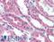 Wnt Family Member 1 antibody, LS-A8568, Lifespan Biosciences, Immunohistochemistry frozen image 
