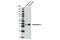 Neurogenin 2 antibody, 13144S, Cell Signaling Technology, Western Blot image 