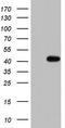 Tripartite Motif Containing 54 antibody, TA803796S, Origene, Western Blot image 