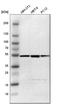 Proteasome 26S Subunit, ATPase 4 antibody, HPA002044, Atlas Antibodies, Western Blot image 