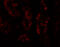 Protein dispatched homolog 1 antibody, 6629, ProSci, Immunofluorescence image 