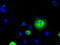 Large neutral amino acids transporter small subunit 2 antibody, LS-C114726, Lifespan Biosciences, Immunofluorescence image 