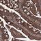 Mitochondrial Ribosomal Protein S31 antibody, PA5-58651, Invitrogen Antibodies, Immunohistochemistry frozen image 