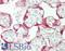 Autocrine Motility Factor Receptor antibody, LS-B10689, Lifespan Biosciences, Immunohistochemistry frozen image 