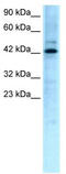 Transcription Factor Like 5 antibody, TA329309, Origene, Western Blot image 
