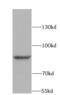 BRCA1 DNA Repair Associated antibody, FNab00942, FineTest, Western Blot image 