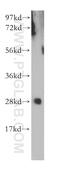 Glutathione S-Transferase Omega 2 antibody, 14562-1-AP, Proteintech Group, Western Blot image 