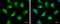 6-Phosphogluconolactonase antibody, GTX120327, GeneTex, Immunofluorescence image 