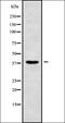 MAGBA antibody, orb336224, Biorbyt, Western Blot image 