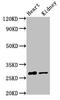 Oligodendrocyte Transcription Factor 1 antibody, LS-C674511, Lifespan Biosciences, Western Blot image 