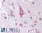 Inducible T Cell Costimulator Ligand antibody, LS-B2001, Lifespan Biosciences, Immunohistochemistry paraffin image 