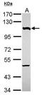 Nucleoporin 107 antibody, GTX116664, GeneTex, Western Blot image 