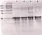 Angiopoietin 1 antibody, ab8451, Abcam, Western Blot image 