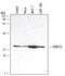 FKBP Prolyl Isomerase 3 antibody, MAB3955, R&D Systems, Western Blot image 