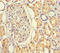 Nuclear Factor I A antibody, LS-C395581, Lifespan Biosciences, Immunohistochemistry paraffin image 
