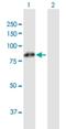 F-Box And Leucine Rich Repeat Protein 5 antibody, H00026234-B01P, Novus Biologicals, Western Blot image 