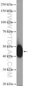 LUC7 Like antibody, 17085-1-AP, Proteintech Group, Western Blot image 