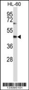 mSec7-1 antibody, 57-556, ProSci, Western Blot image 