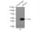 Eukaryotic initiation factor 4A-III antibody, 17504-1-AP, Proteintech Group, Immunoprecipitation image 