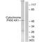 Cytochrome P450 4X1 antibody, A12486, Boster Biological Technology, Western Blot image 