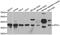 Ubiquitin Recognition Factor In ER Associated Degradation 1 antibody, PA5-77023, Invitrogen Antibodies, Western Blot image 