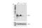 Fibroblast Growth Factor 19 antibody, 83348S, Cell Signaling Technology, Western Blot image 
