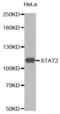 Signal Transducer And Activator Of Transcription 2 antibody, abx000895, Abbexa, Western Blot image 