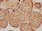 Lysyl Oxidase antibody, CSB-PA013038LA01HU, Cusabio, Immunohistochemistry frozen image 