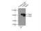 lamin A antibody, 10298-1-AP, Proteintech Group, Immunoprecipitation image 