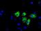 Nitrilase homolog 1 antibody, NBP2-02462, Novus Biologicals, Immunofluorescence image 
