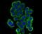 Decapping MRNA 1A antibody, NBP2-75463, Novus Biologicals, Immunocytochemistry image 