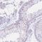 PNMA Family Member 3 antibody, HPA047920, Atlas Antibodies, Immunohistochemistry frozen image 