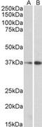 Mortality Factor 4 Like 1 antibody, MBS420834, MyBioSource, Western Blot image 