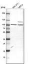 Rho GTPase Activating Protein 12 antibody, PA5-51384, Invitrogen Antibodies, Western Blot image 