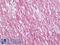 Oligodendrocyte Myelin Glycoprotein antibody, LS-B7065, Lifespan Biosciences, Immunohistochemistry frozen image 