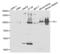 Villin 1 antibody, abx004211, Abbexa, Western Blot image 