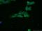 Epithelial Cell Adhesion Molecule antibody, 21050-1-AP, Proteintech Group, Immunofluorescence image 