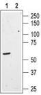 Somatostatin Receptor 3 antibody, TA329050, Origene, Western Blot image 