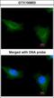 Probable tubulin polyglutamylase TTLL1 antibody, GTX100853, GeneTex, Immunofluorescence image 