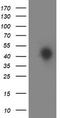 Homeobox C11 antibody, TA502578, Origene, Western Blot image 