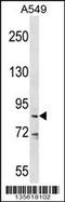 DEAD-Box Helicase 53 antibody, 58-517, ProSci, Western Blot image 