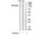 EPH Receptor A5 antibody, TA313828, Origene, Western Blot image 