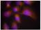 NTRK2 antibody, AP09481PU-N, Origene, Immunofluorescence image 
