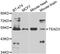 TEA Domain Transcription Factor 3 antibody, A7454, ABclonal Technology, Western Blot image 