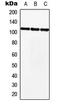 Myocardin Related Transcription Factor B antibody, MBS822019, MyBioSource, Western Blot image 