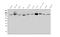 Nectin Cell Adhesion Molecule 1 antibody, A04988-1, Boster Biological Technology, Western Blot image 