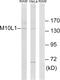 Mov10 Like RISC Complex RNA Helicase 1 antibody, PA5-39378, Invitrogen Antibodies, Western Blot image 