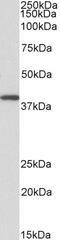 45 kDa calcium-binding protein antibody, 42-427, ProSci, Western Blot image 