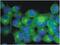 Tubulin Beta 3 Class III antibody, GTX27751, GeneTex, Immunofluorescence image 
